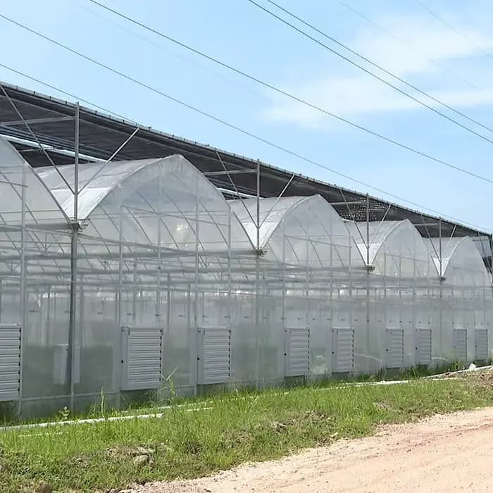 Serre agricole multi-voûtes à film plastique pour la plantation de fleurs, l'ombrage extérieur, le t