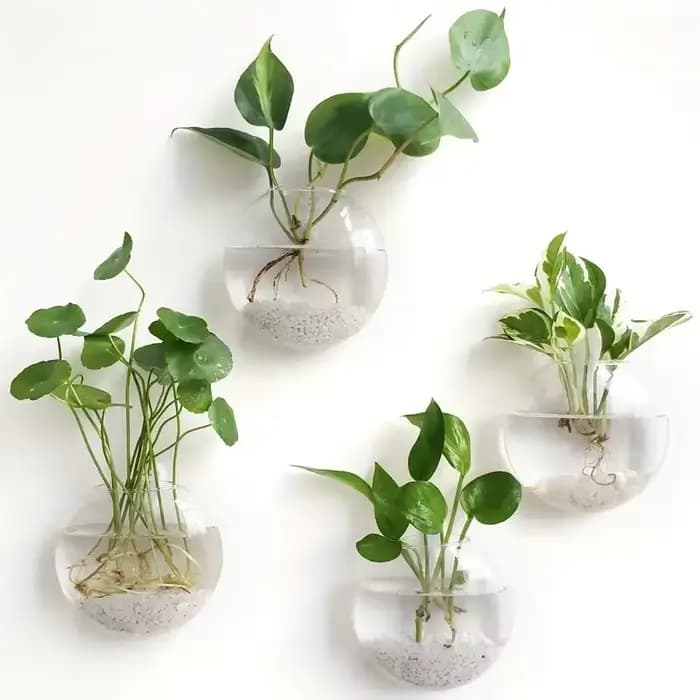 Serre de plantes murale en verre