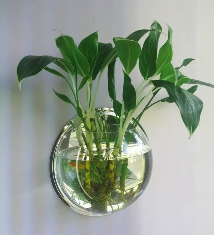 Serre de plantes murale en verre