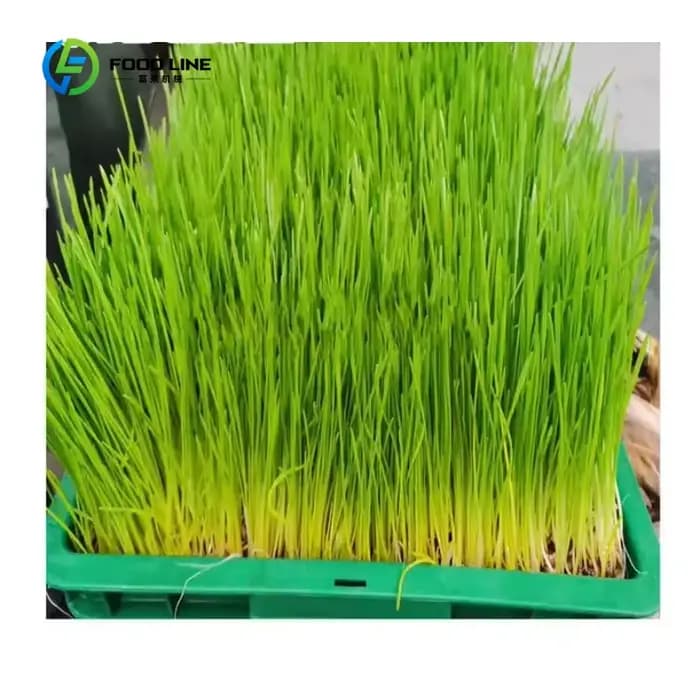 Serre conteneurisée hydroponique 40HQ personnalisée pour l'agriculture verticale et la culture de fourrage